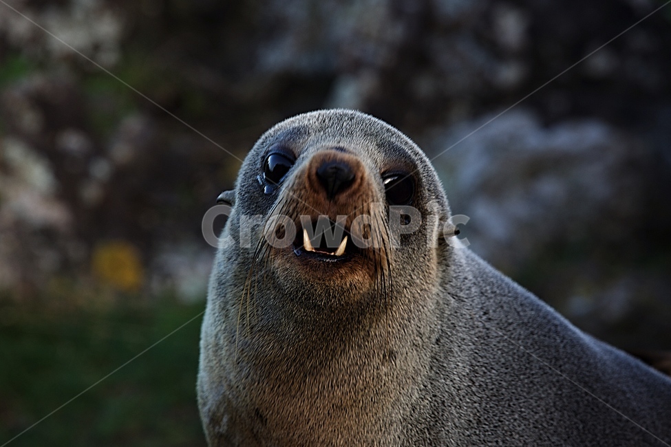 물개,바다,오션,자연,파도,동물,animal,포유류,mammal