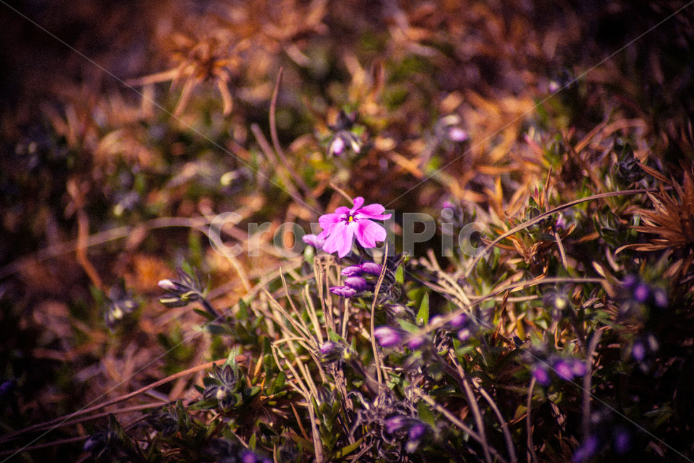 꽃,식물,보라색,flower,flowers,자연,접사,plants,nature,식물,자연,plants,nature,꽃,flower