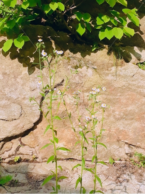 flower,꽃,stone,돌,leaf,잎,nature,자연,ground,바닥,식물,자연,plants,nature,꽃,flower