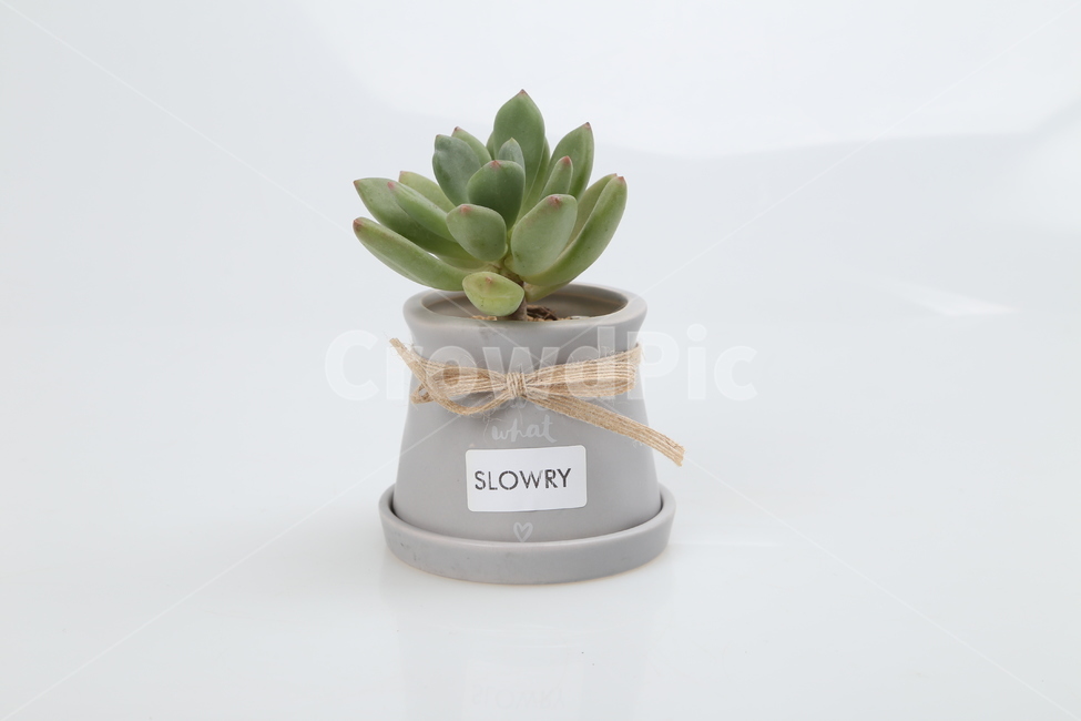 선인장,플라워,돌,꽃,다육이,식물,자연,plants,nature,실내용화초,화분,화초,house plant,누끼,remove background