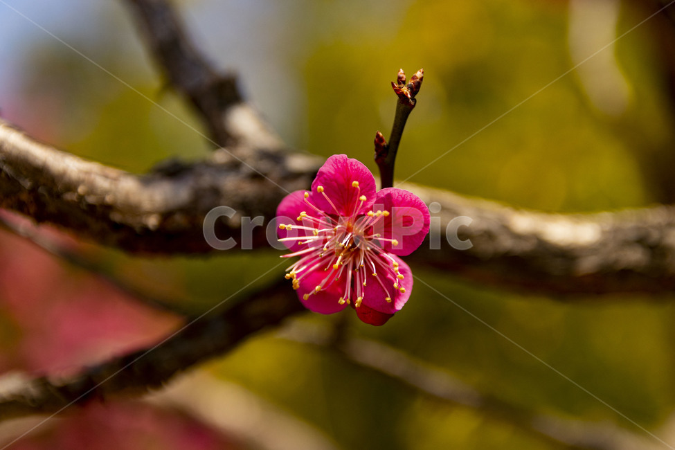 매화,매화꽃,홍매화,redplumflower,plumblossom,blossom,꽃,봄꽃,봄,계절,spring,season