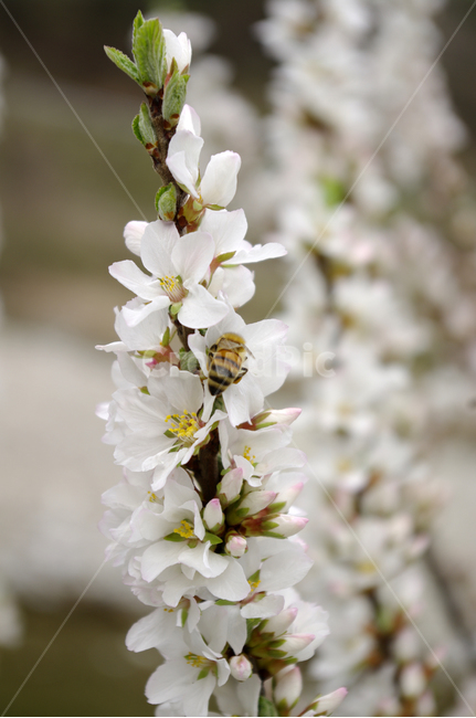 앵두꽃,꽃,flower,식물,plant,식물,자연,plants,nature,꽃,flower