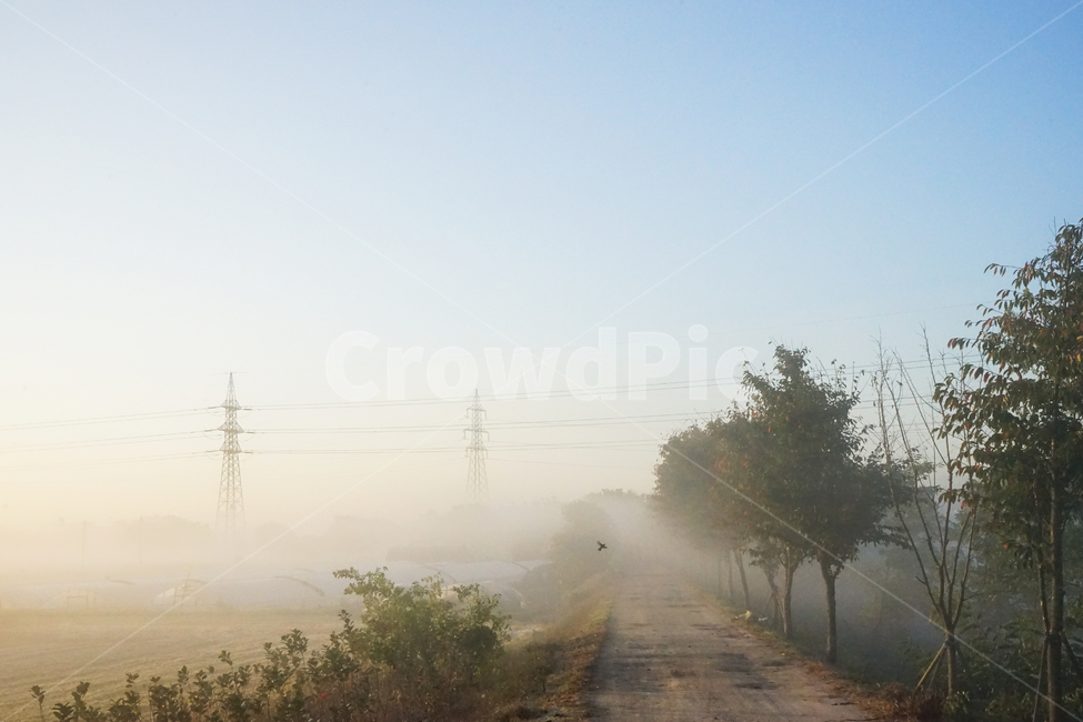 길,제방,농로,안개,새벽,나무,풍경,자연,풍경,nature,landscape,weather,날씨,outdoors,옥외,fog