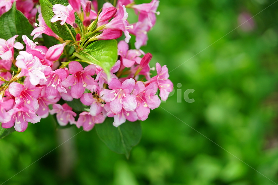 벌,꿀벌,곤충,pink,분홍,플라워,꽃,핑크,식물,자연,접사,꽃사진,봄꽃,색감,컬러,분홍색,봄,계절,spring,season,식물,자연,plants,nature,꽃,flower,동물,animal,곤충,벌레,insect,bug,blossom,geranium,제라늄,plant