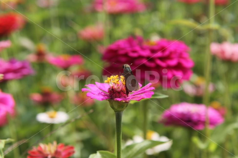 꽃,백일홍꽃,나비,식물,자연,감성사진,식물,자연,plants,nature,꽃,flower,동물,animal,곤충,벌레,insect,bug