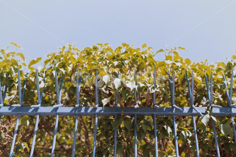 색감,감성사진,철장,창살,나무,하늘,봄,spring,빛,필름사진