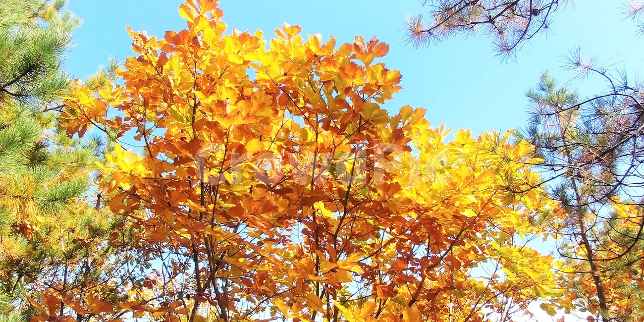 신갈나무,신갈나무단풍,참나무,가을단풍,자연,큰키나무,가을,계절,fall,autumn,season,leaf,잎,plant,식물,tree,나무,maple,단풍