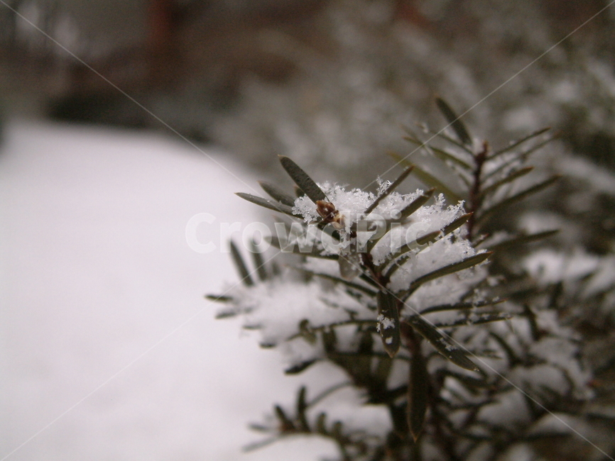 tree,나무,plant,식물,전나무,눈,폭설,겨울,눈보라,snow,스노우,겨울,계절,winter,season