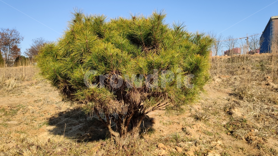 소나무,pinetree,plant,식물,tree,나무
