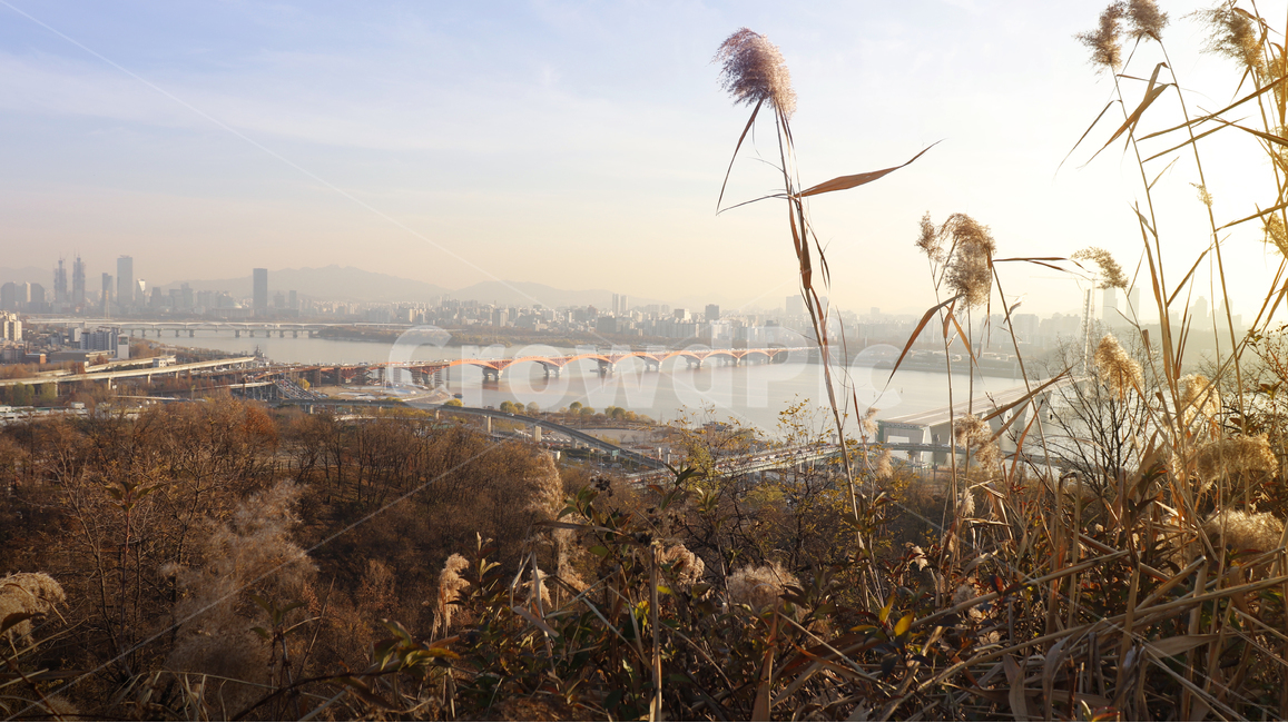 풍경,갈대,서울,하늘공원,한강,가을,계절,fall,autumn,season,도시,풍경,city,landscape,한국도시풍경,한국도시경관,korea cityscape,grass,잔디,plant,식물,lawn,reed