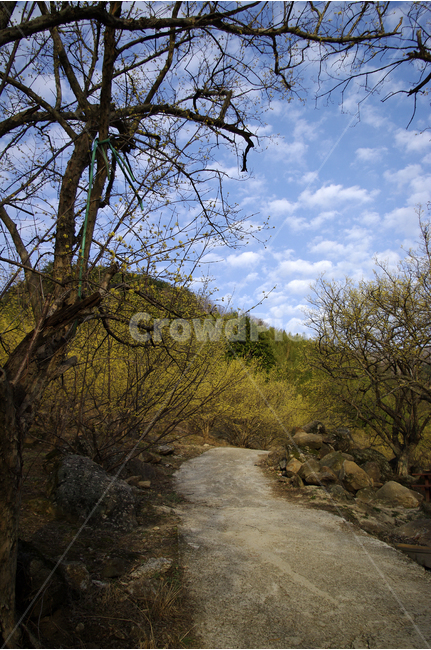 산수유,나무,하늘,파란하늘,봄,봄날,봄풍경,봄꽃,감성,spring,flower,봄길,산책,봄나들이,식물,꽃,봄,계절,spring,season,자연,풍경,nature,landscape,한국자연풍경,한국자연경관,korea nature landscape,ground,바닥,gravel,자갈,dirt road,흙길,road,도로,tree,plant