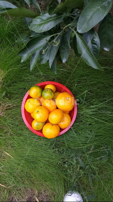 제주도,귤,과일,fruit,food,과일,열매,fruit