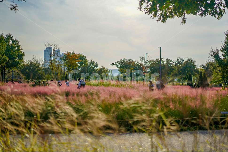 가을,fall,핑크뮬리,꽃,갈대,가을,계절,fall,autumn,season,사람들,대중,군중,other people,crowd,nature,자연,outdoors,옥외,field,들,grassland,목초지