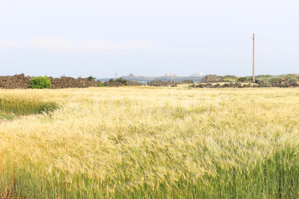 벼,보리,논,밭,시골,자연,풍경,nature,landscape,한국자연풍경,한국자연경관,korea nature landscape,제주도,jeju,jeju island,field,들,outdoors,옥외,grassland,목초지,rural,농촌,farm,농장