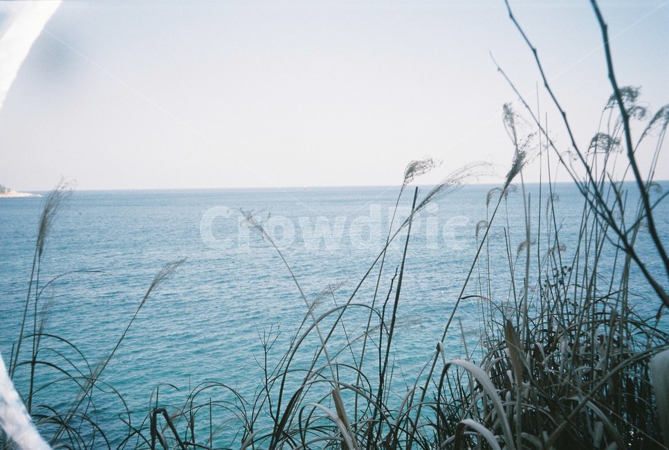 갈대,갈대밭,바다,필름사진,푸른빛,자연,풍경,nature,landscape,outdoors,옥외,ocean,대양,sea,water,물,grass,잔디,plant,식물