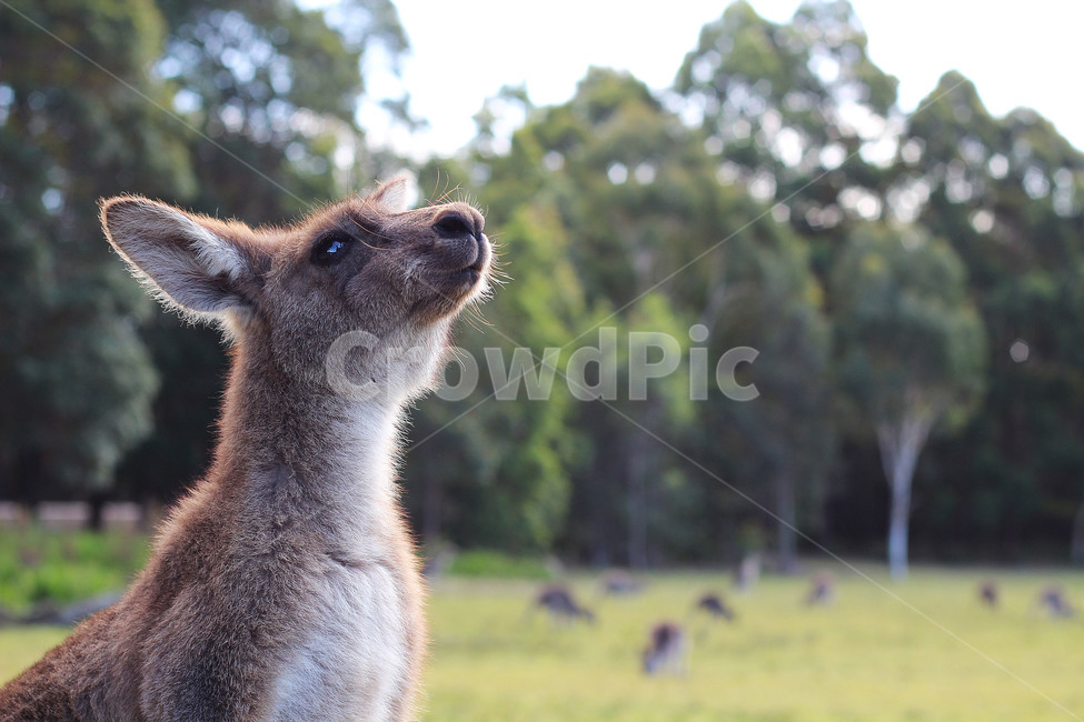 포유류,animal,동물,캥거루,kangaroo,호주,australia,wild,nature,동물,animal