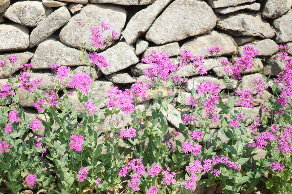 꽃,돌담길,핑크,봄,풍경,외암민속마을,식물,자연,plants,nature,꽃,flower