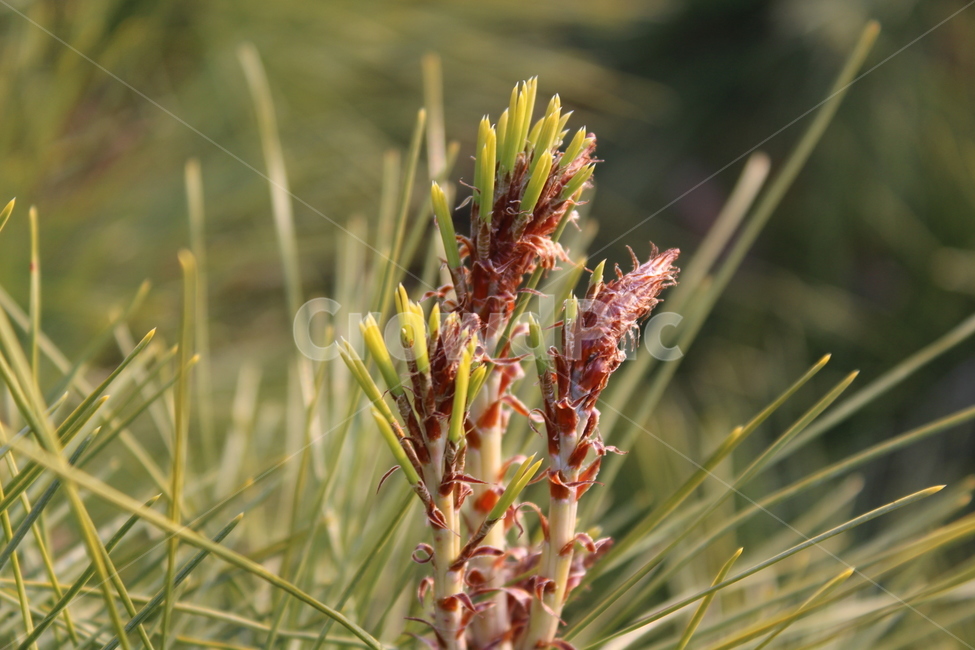 소나무,솔잎,pine,pinetree,tree