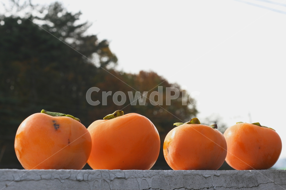 감,풍경,시골,가을,단감,가을,계절,fall,autumn,season,음식,식재료,요리,food,cook,meal,dishes,food reserves,과일,열매,fruit,plant,식물