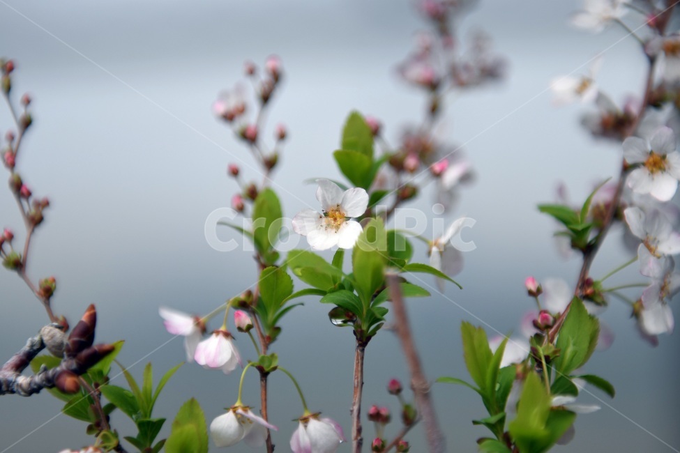 식물,꽃,감성사진,자연,flower,꽃사진,봄,봄꽃,계절,감성,4월,spring,힐링,자연풍경,풍경,봄,계절,spring,season,식물,자연,plants,nature,꽃,flower,plant,blossom