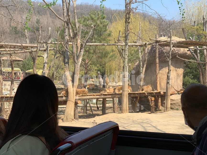 인물,사람,모델,창문,window,human,person,female,woman,male,man,model,버스,bus,sitting,좌석,동물원,zoo,동물,animal,wild,wildlife,wildanimal,야생동물