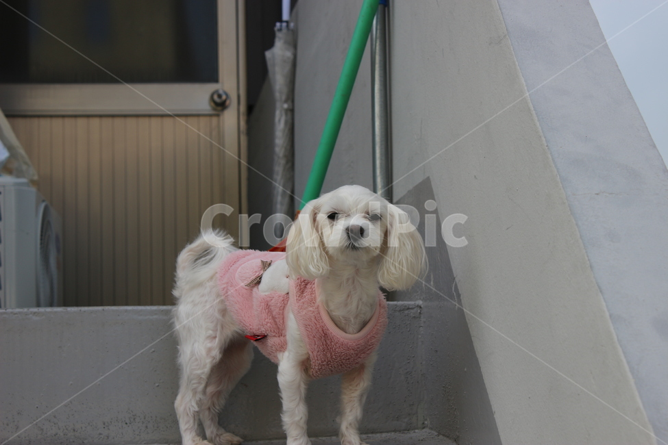 dog,mammal,animal,canine,pet,개,강아지,동물,분홍옷,계단,말티즈,동물,animal,포유류,mammal,개,강아지,dog,doggy