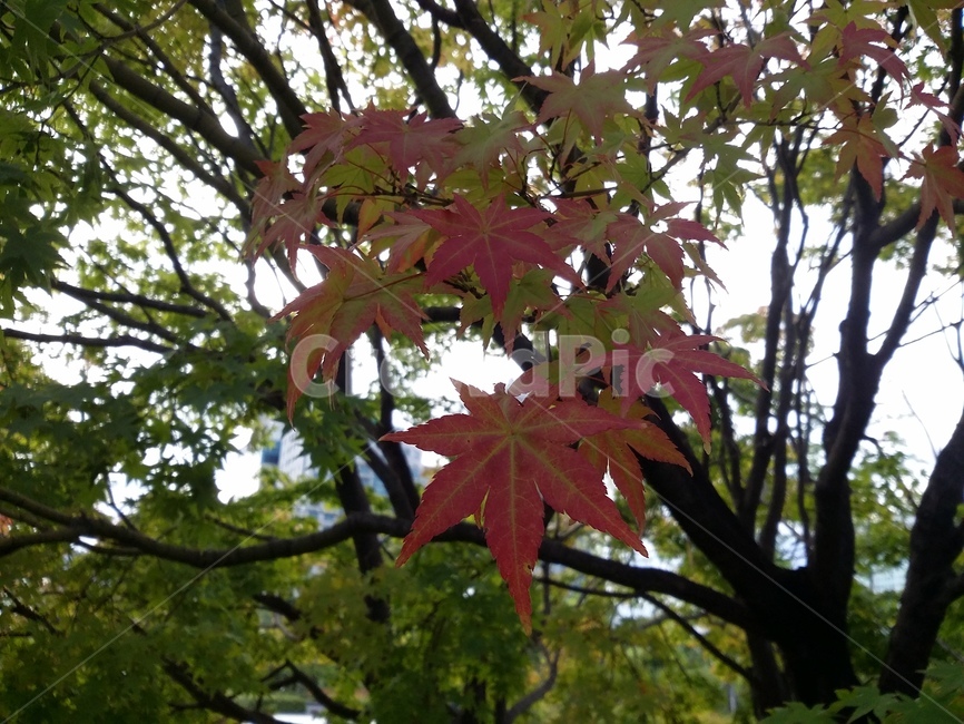 leaf,잎,plant,식물,tree,나무,단풍,가을,계절,fall,autumn,season,식물,자연,plants,nature