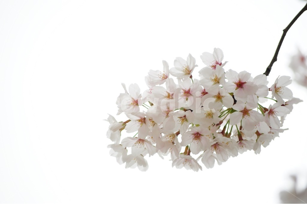 여의도,윤중로,벚꽃,왕벚꽃,겹벚꽃,봄,계절,spring,season,식물,자연,plants,nature,꽃,flower,plant,blossom