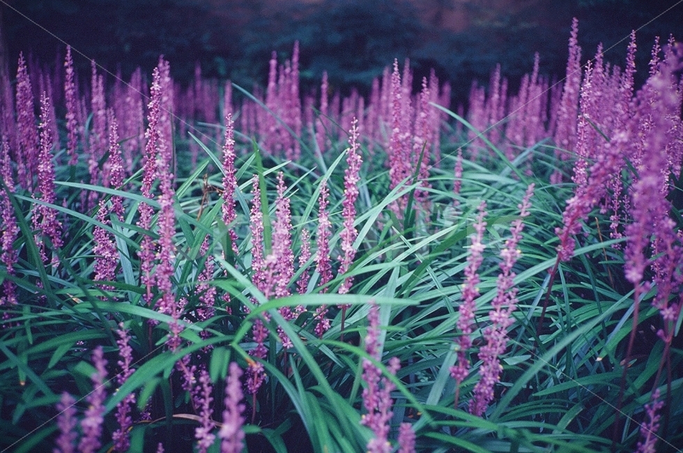 맥문동,맥문동꽃,꽃,지피식물,필름사진,식물,자연,plants,nature,꽃,flower,감성,sensible,feeling,색깔,색상,색채,색감,color sense,color sensitivity,feeling of color