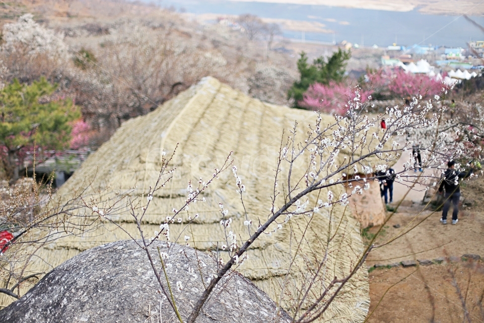 하동,경남하동,매화마을,매화축제,매화꽃,매화,꽃,flower,hadong,자연,풍경,nature,landscape,plant,식물