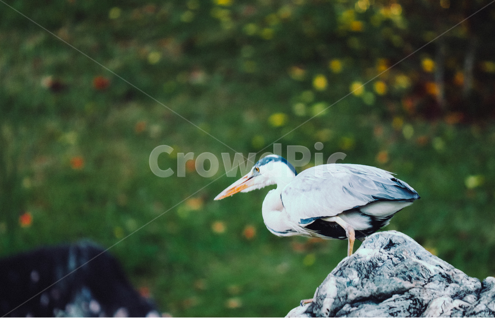 왜가리,새,연못,야생,동물,야생동물,동물,animal,조류,새,birds