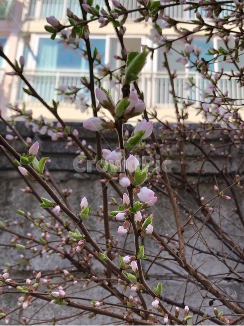 꽃,나무,봄,체리나무,꽃망울,체리꽃,식물,자연,plants,nature,꽃,flower