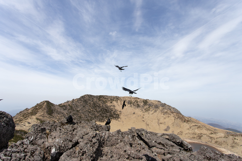 제주도,백록담,한라산,산,새,까마귀,자연,풍경,nature,landscape,동물,animal,조류,새,birds,bird,flying,나는,ground,바닥
