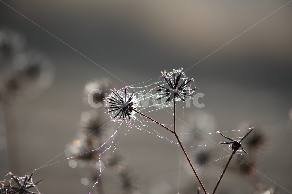 거미줄,이슬,도깨비바늘,cobweb,spanishneedles,식물,자연,plants,nature