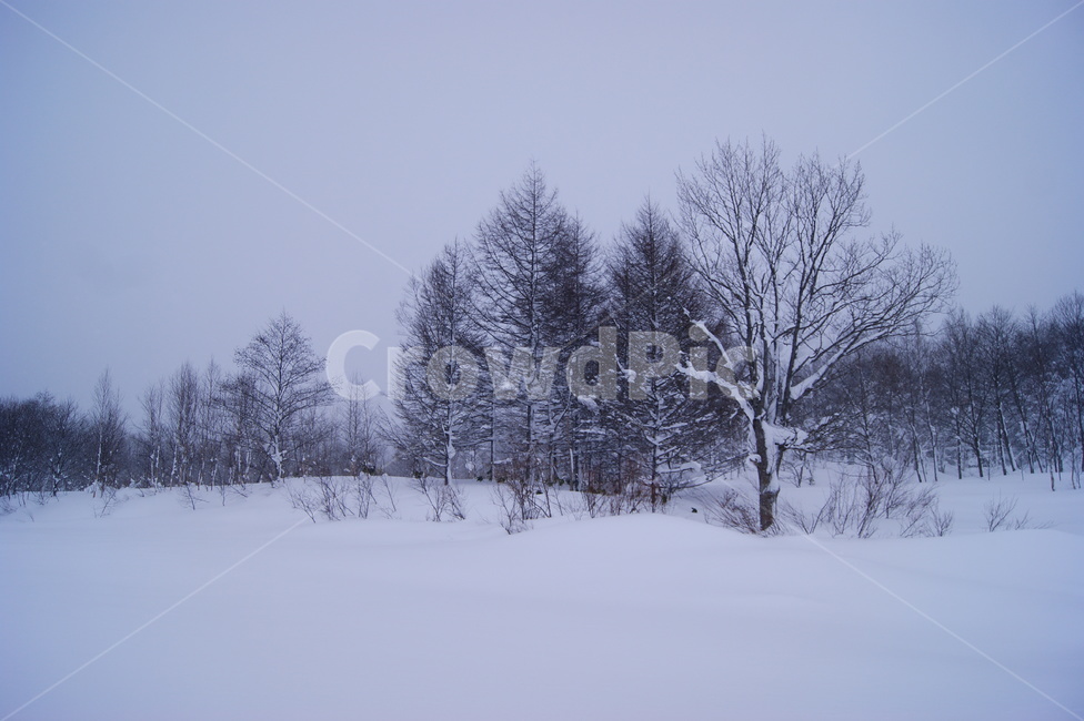 겨울,함박눈,자연,겨울풍경,홋카이도,눈꽃,snow,winter,겨울,계절,winter,season,자연,풍경,nature,landscape