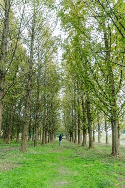 대전,나무,자연,풍경,메타세콰이어,자연,풍경,nature,landscape,한국자연풍경,한국자연경관,korea nature landscape,식물,plants,나무,trees,wood,사람,인물,인간,human,person,plant,tree