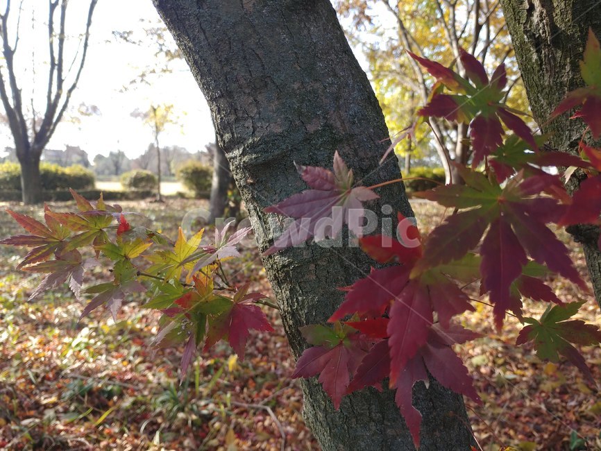 단풍,가을단풍,가을,엽록소,maple,plant,식물,leaf,잎,tree,나무,treetrunk,나무줄기,가을,계절,fall,autumn,season