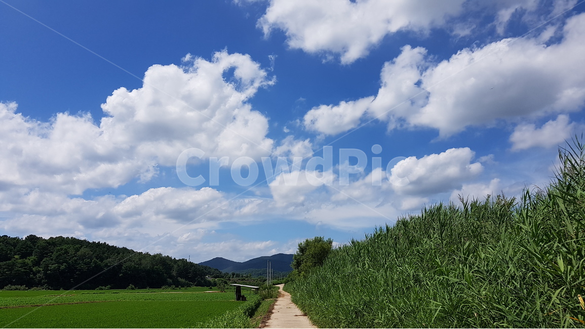 구름,하늘,억새,푸른하늘,논,자연,풍경,nature,landscape,outdoors,옥외,weather,날씨,cumulus,적운,sky,cloud