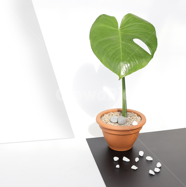 식물,플랜테리어,인테리어화분,인테리어식물,plants,화분,반려식물,공기정화식물,미세먼지정화,토분,빈티지화분,몬스테라