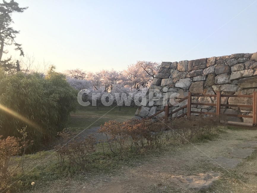 벚꽃,나무,풍경,꽃놀이,돌담,봄,계절,spring,season