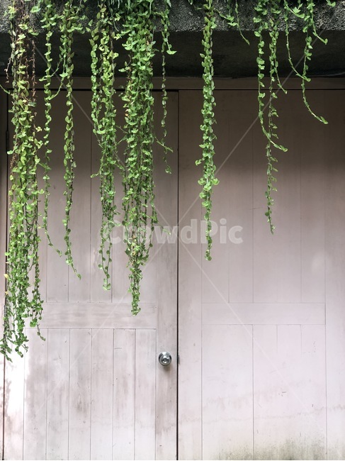 plant,식물,덩굴,vine,문,감성