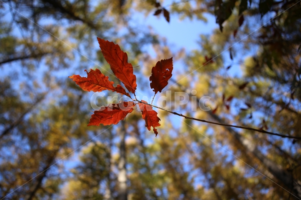 단풍,자연,나뭇잎,노랑,가을,숲,가을,계절,fall,autumn,season,식물,자연,plants,nature,plant,leaf,잎,tree,나무