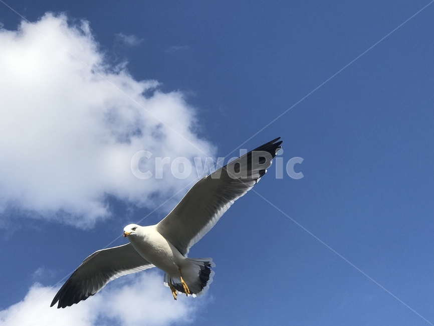 새,하늘,갈매기,구름,자유,바람,동물,animal,조류,새,birds