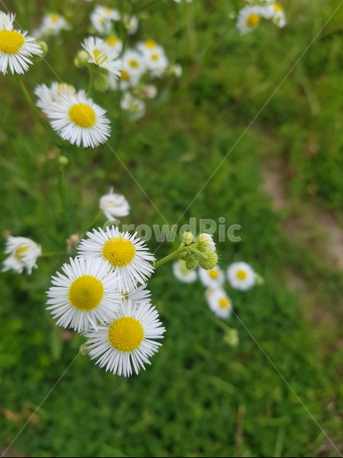 계란꽃,꽃,노란꽃,하얀꽃,식물