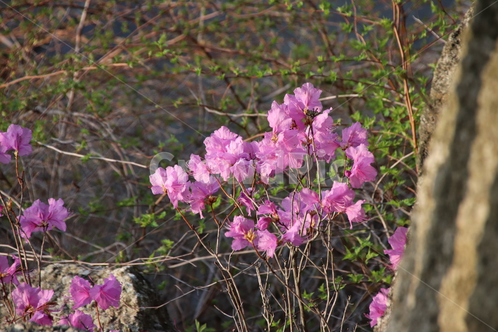 자연,풍경,진달래,수목원,꽃,식물,자연,plants,nature,꽃,flower