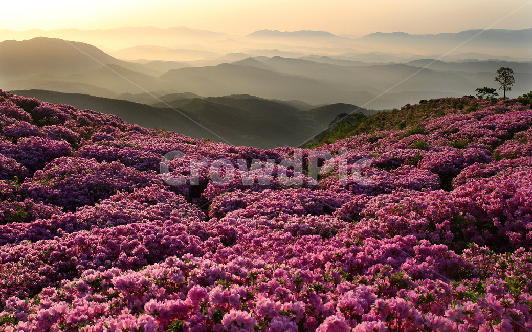 황매산철쭉,봄꽃,여명,아침풍경,꽃바다,철쭉,flower