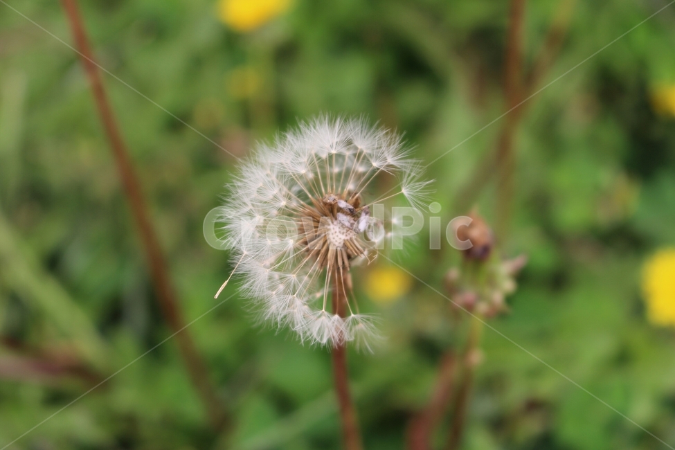 민들레,꽃,벌레,자연,식물,곤충,plant,접사,씨,dandelion,가을,nature,홀씨,민들레홀씨,풀,잔디,flower,plants,식물,자연,plants,nature,꽃,flower
