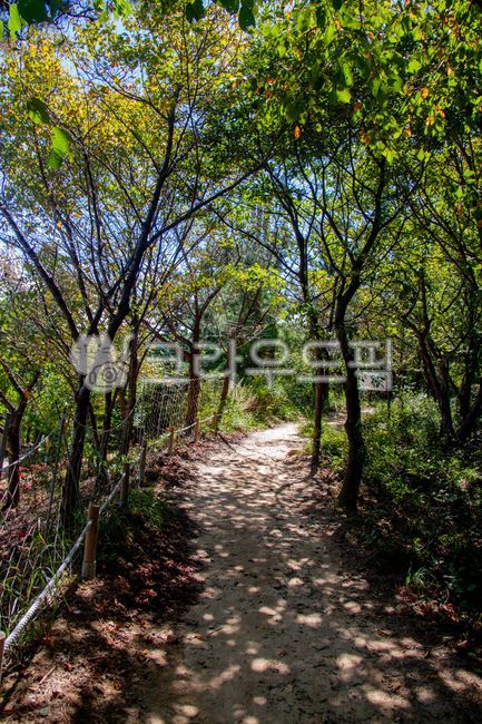 path, 길, nature, 자연, outdoors, 사진,이미지,일러스트,캘리그라피 - studio H작가