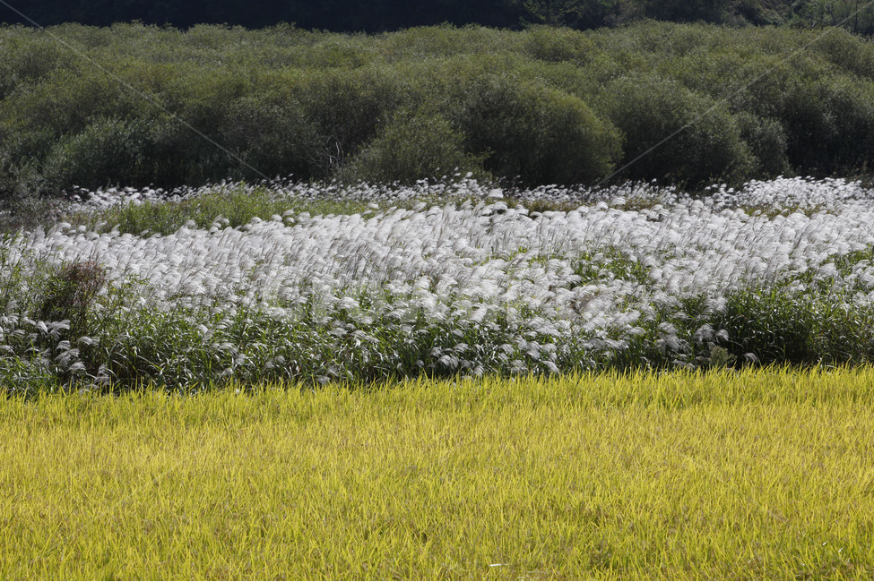 가을,갈대,벼,유색,어울림,정취,문의,대청댐,자연풍경,자연,풍경,nature,landscape,field,들,grassland,목초지,outdoors,옥외,farm,농장,rural,농촌,meadow