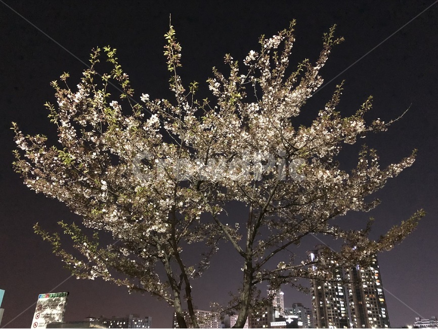봄,벚꽃,야경,풍경,공원,봄,계절,spring,season,야경,밤,풍경,nightscape,night,landscape,도시,city,한국도시풍경,한국도시경관,korea cityscape,식물,자연,plants,nature,나무,trees,wood,outdoors,옥외